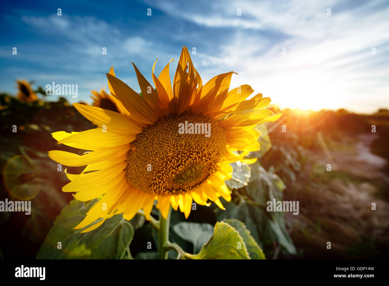 Nature plant sunflower hi-res stock photography and images - Alamy