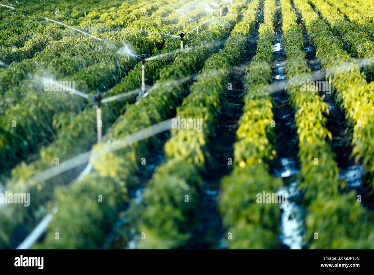 Irrigation system in function watering agricultural plants Stock Photo