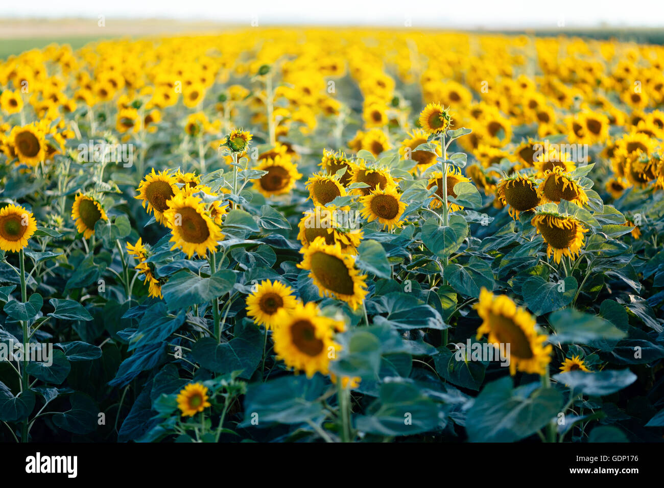Beautiful sunflowers in the field Stock Photo - Alamy