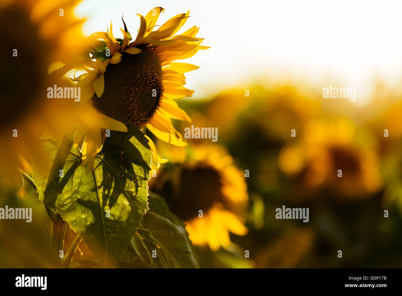 Sunflower field agriculture hi-res stock photography and images - Alamy