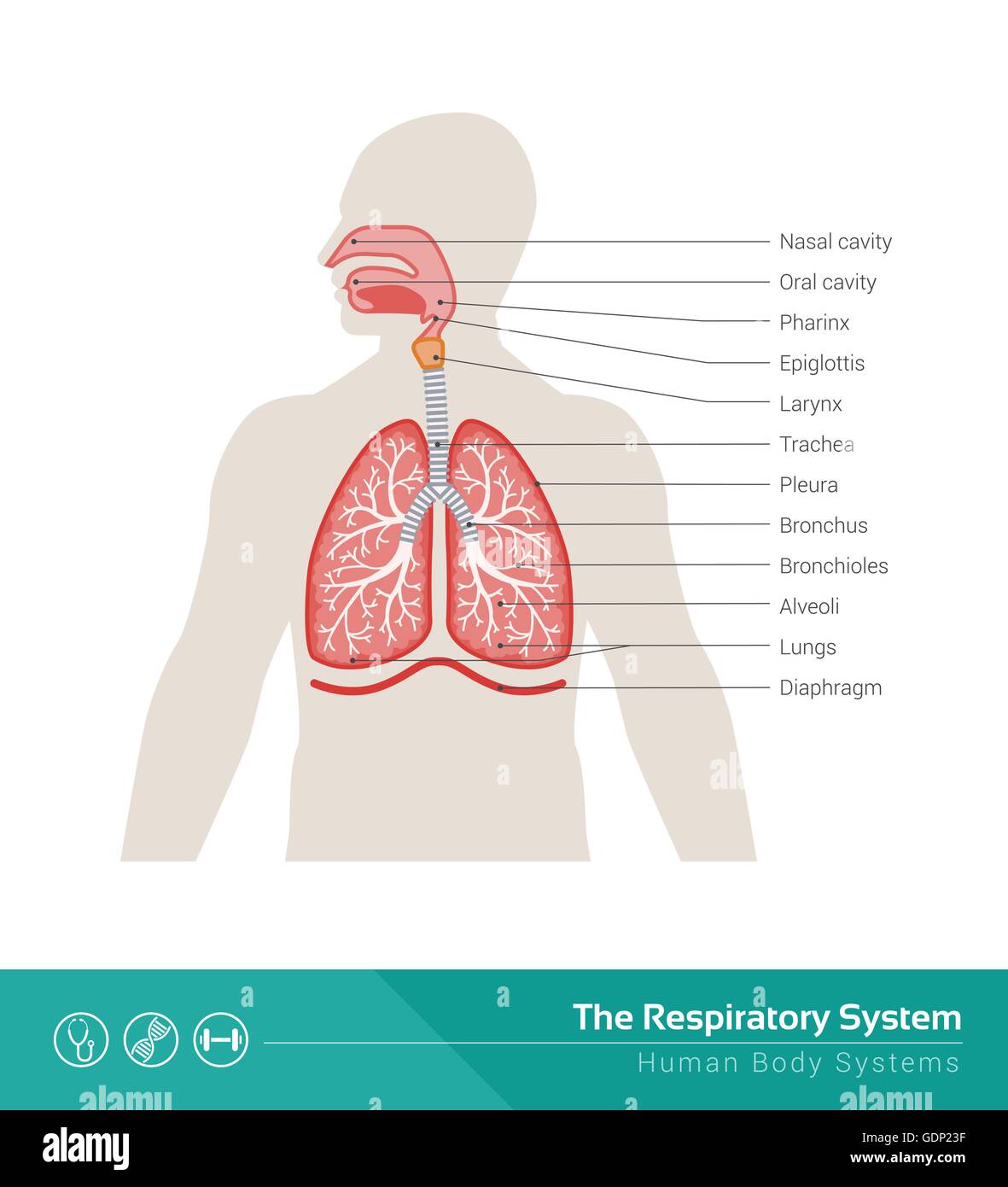 The human respiratory system medical illustration with internal organs Stock Vector