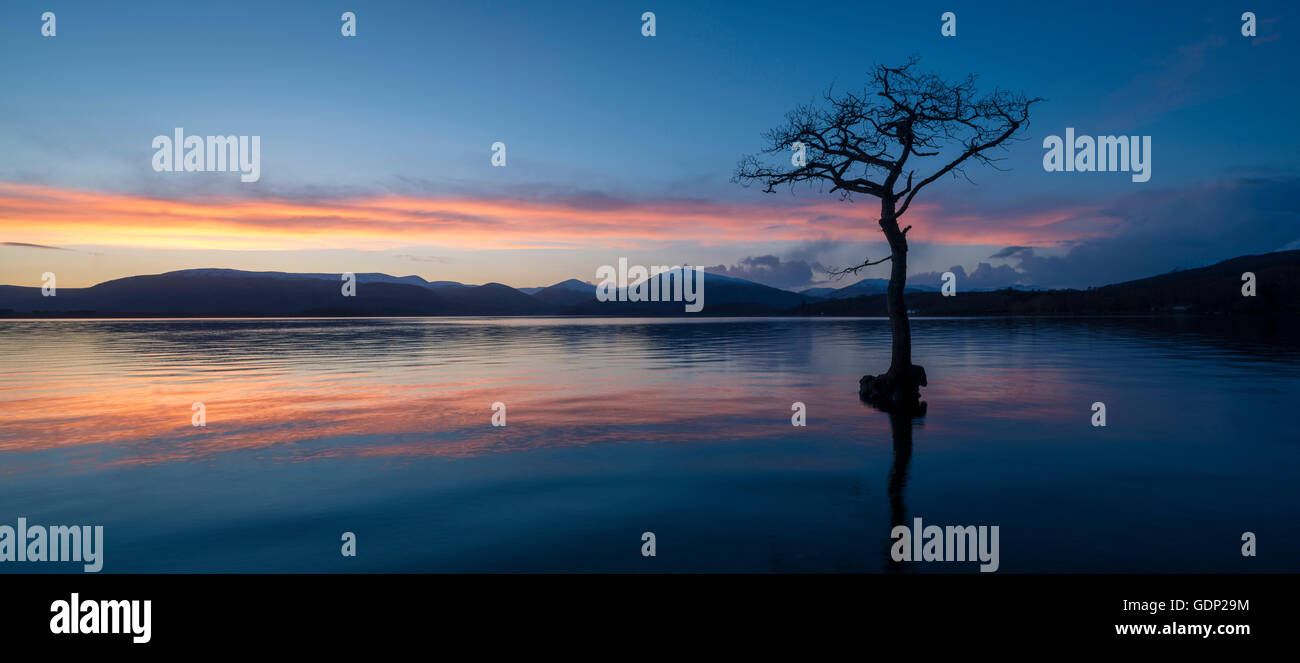 Sunset panoramic image of the lonely tree at Millarochy bay on Loch Lomond Stock Photo