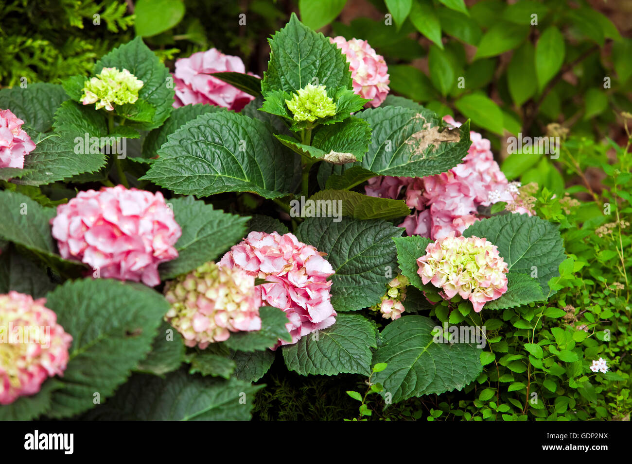 Blue Hydrangea flowers close up view Stock Photo - Alamy