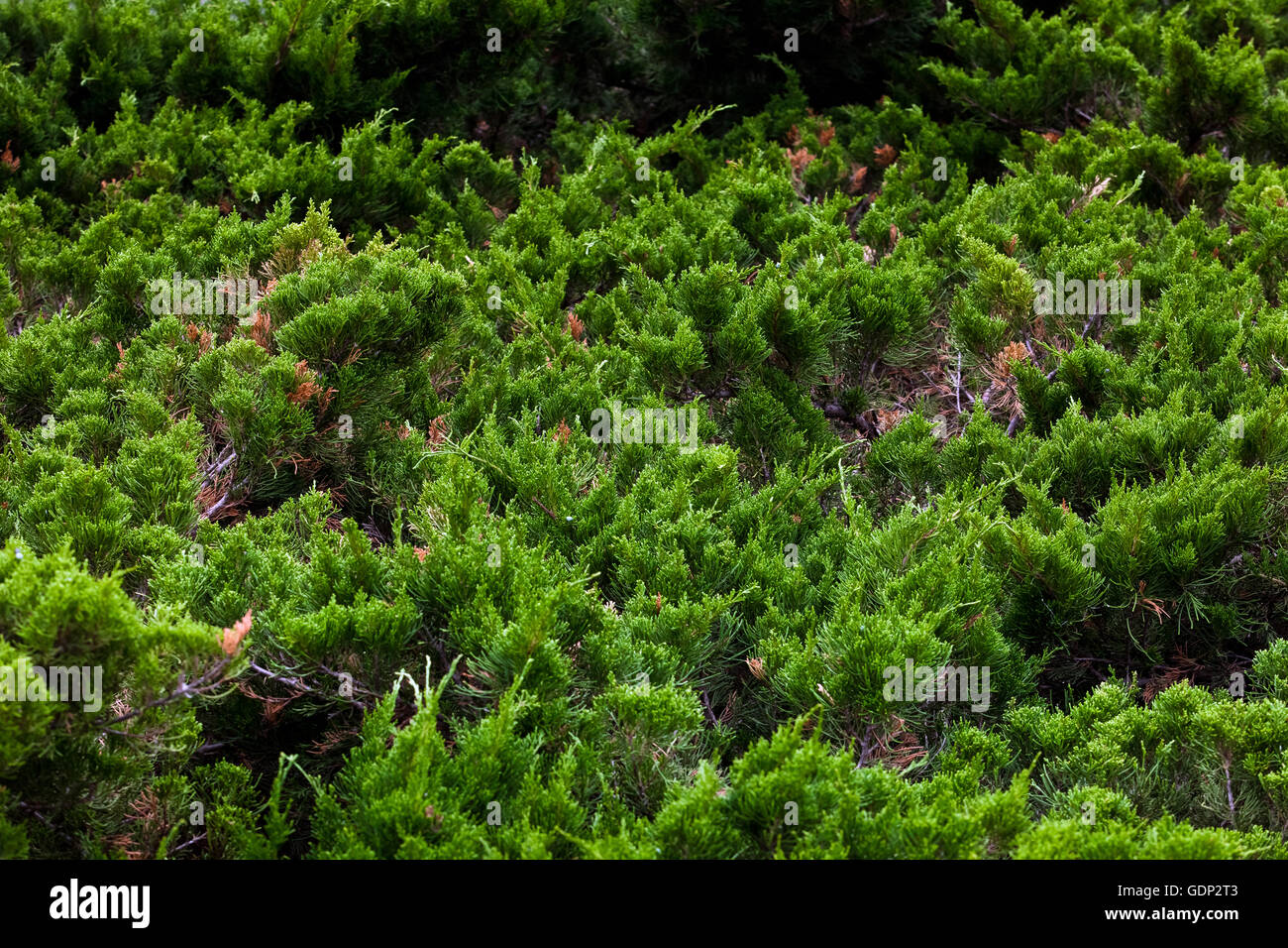 Coniferous dwarf trees background Stock Photo