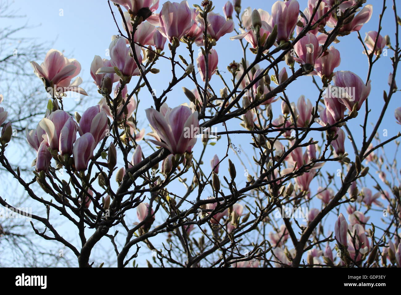 Spring magnolia flowers hi-res stock photography and images - Alamy