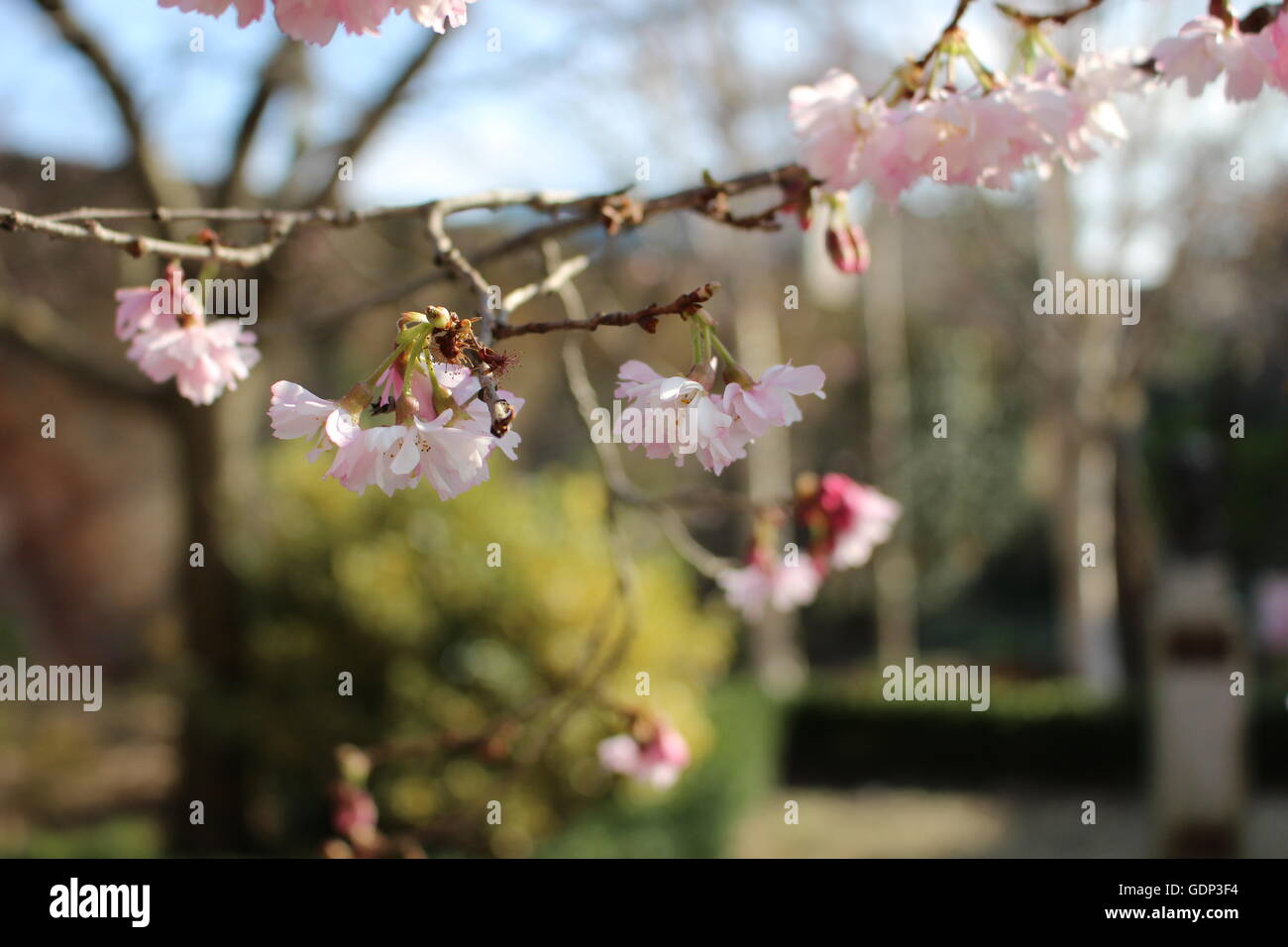 Beautiful spring. Spring in Ireland. Good day Stock Photo Alamy