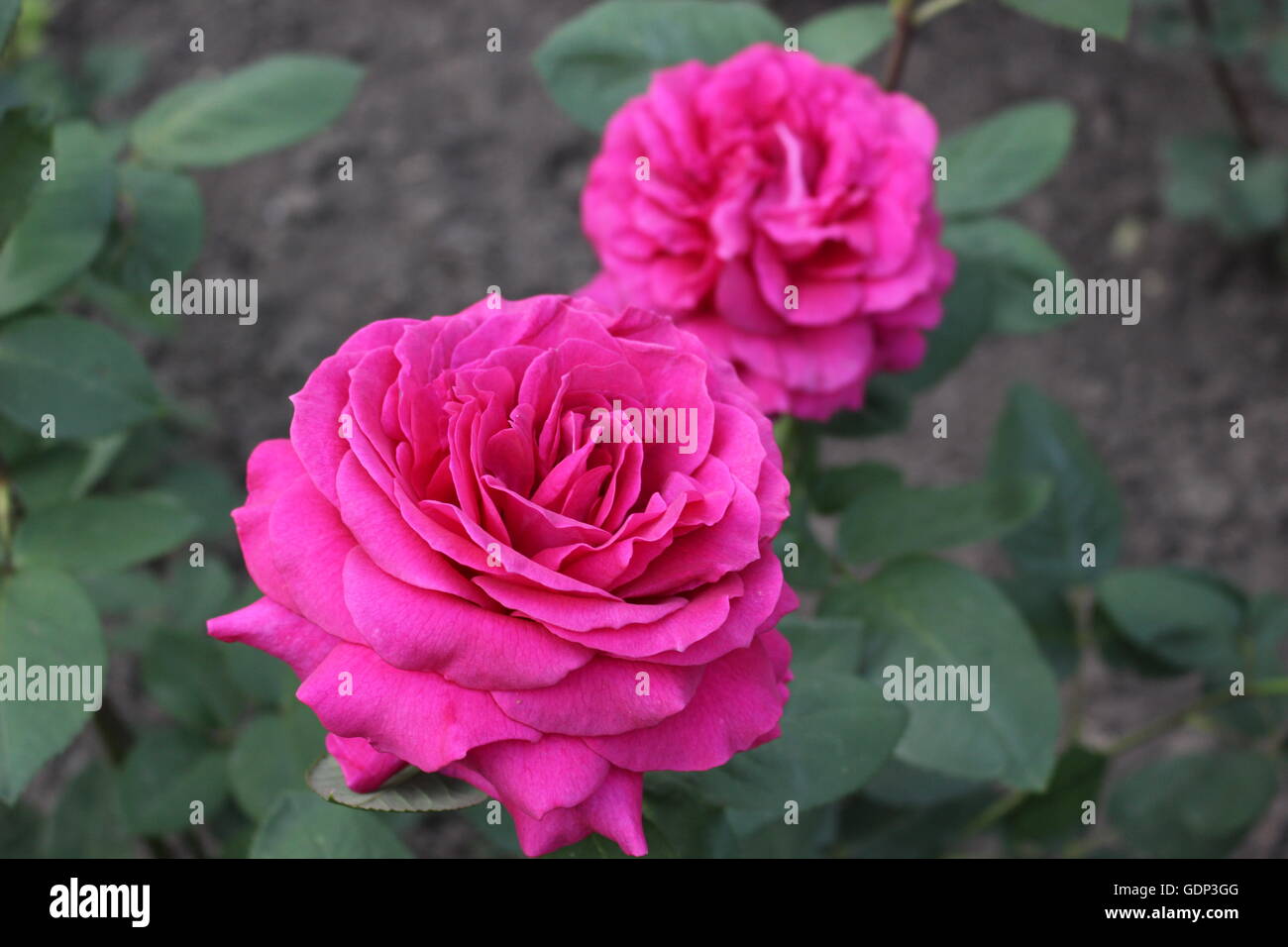 Beautiful garden roses hi-res stock photography and images - Alamy