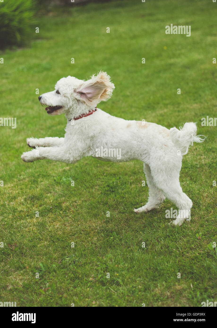 Cockerpoo puppy hi-res stock photography and images - Alamy