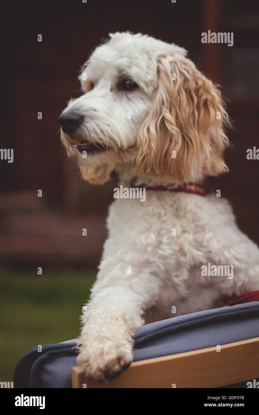 Cockerpoo puppy hi-res stock photography and images - Alamy