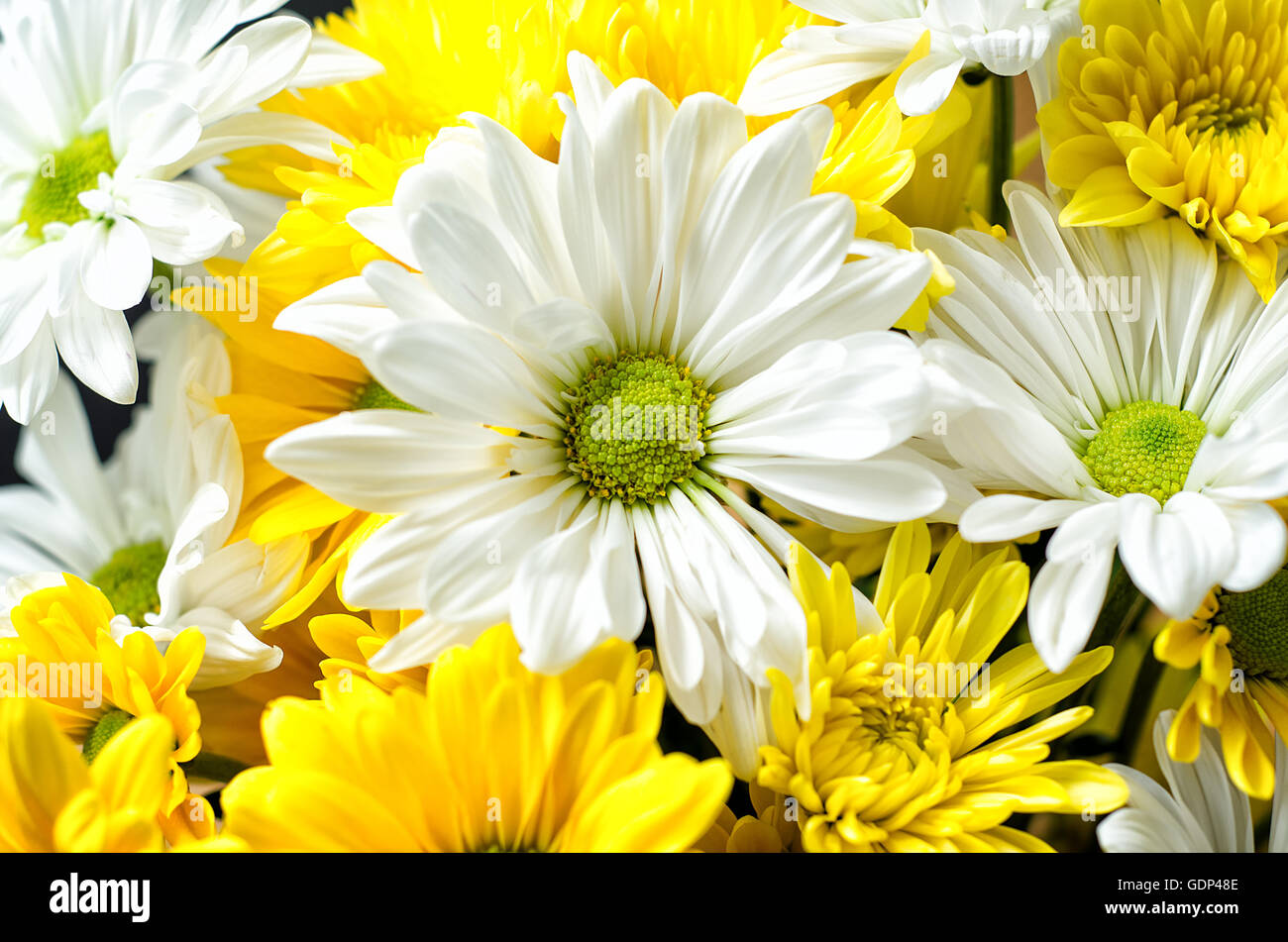Yellow and white chrysanthemum hi-res stock photography and images - Alamy