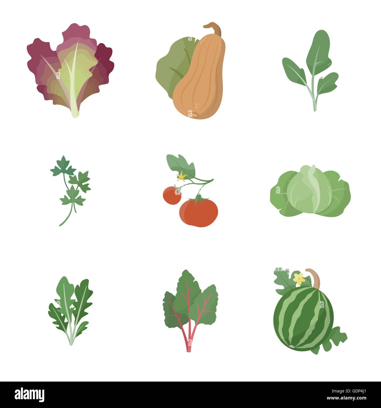 Garden fresh vegetables set on white background, including red leaf lettuce, squash, spinach, parsley, tomato, cabbage, arugula, Stock Vector