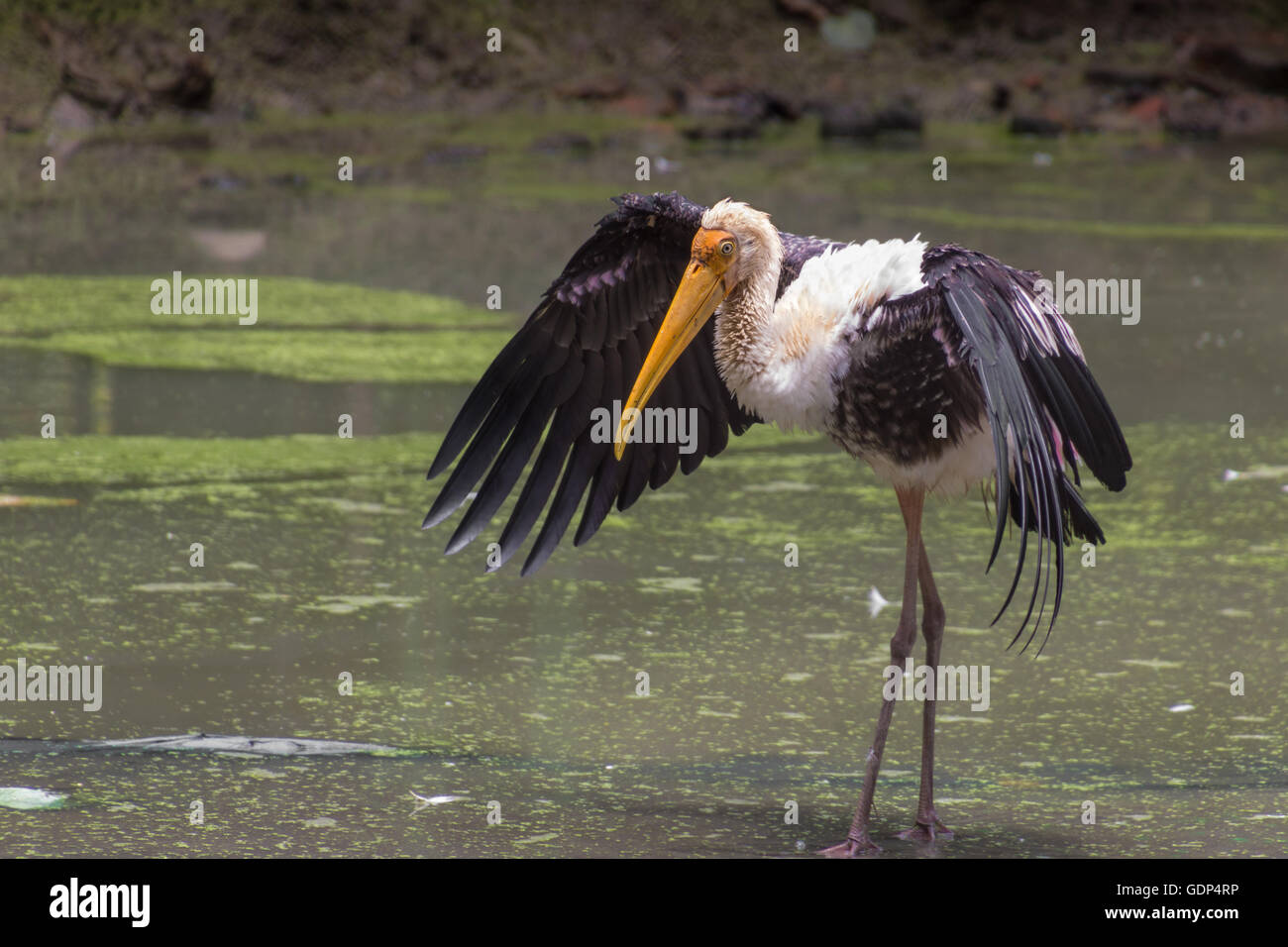 Painted Stork (Mycteria Leucocephala) stands with wings spread. India. Stock Photo