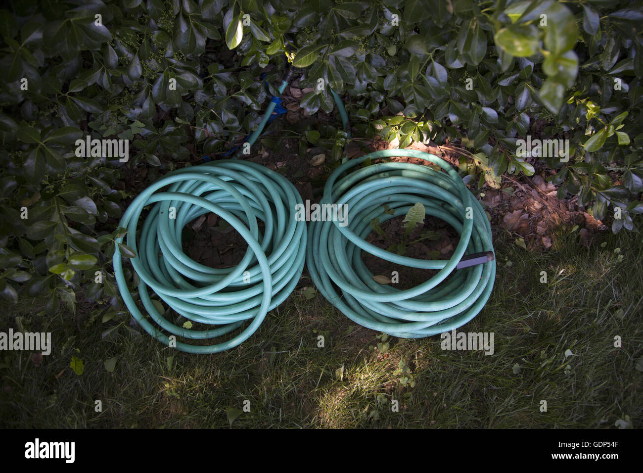 Wound up garden hoses. Stock Photo