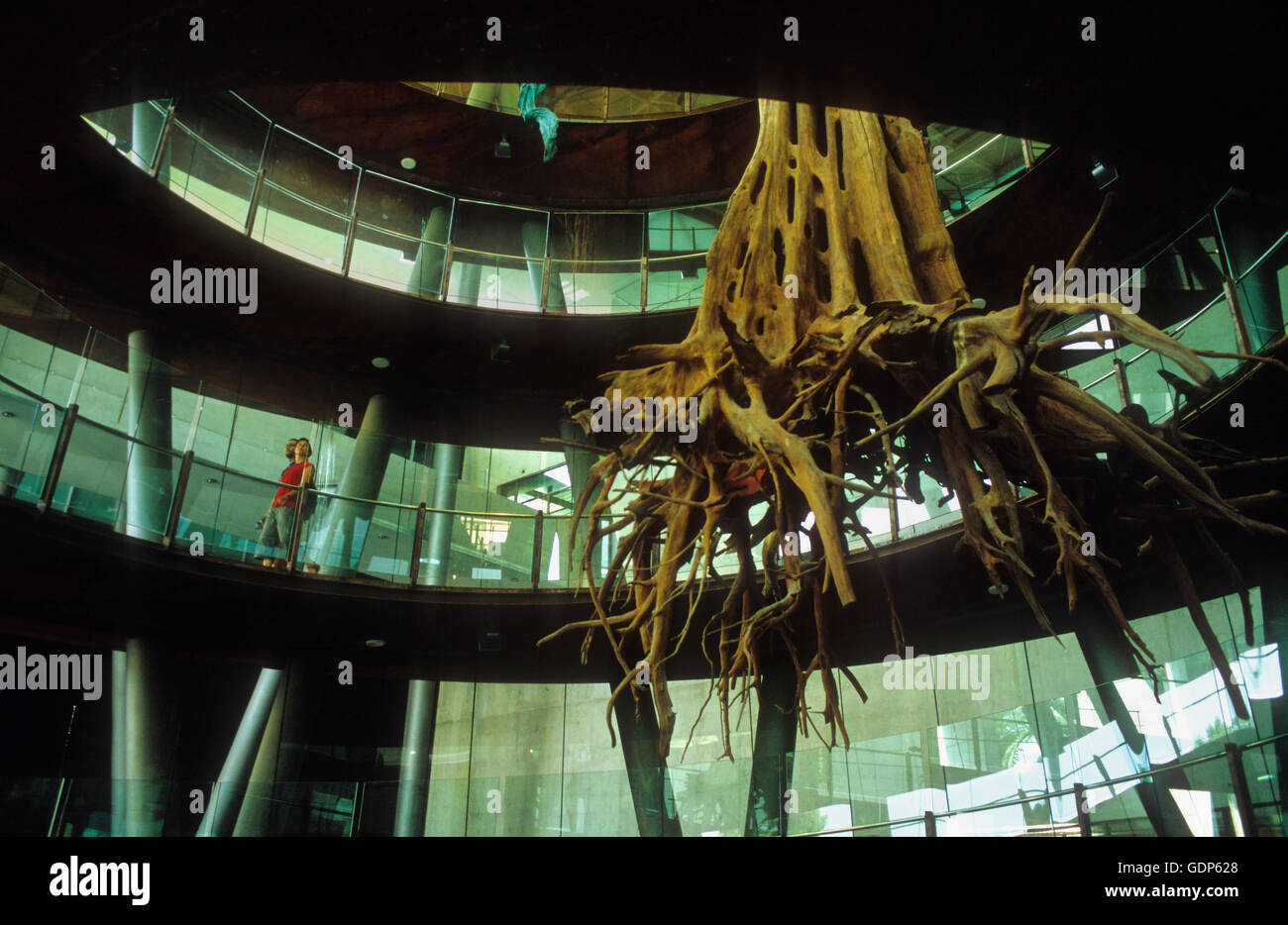 Museum of science (Cosmocaixa). Spiral way to accede to the rooms of exhibition. The tree is an ``acaricuara´´,Barcelona, Spain Stock Photo