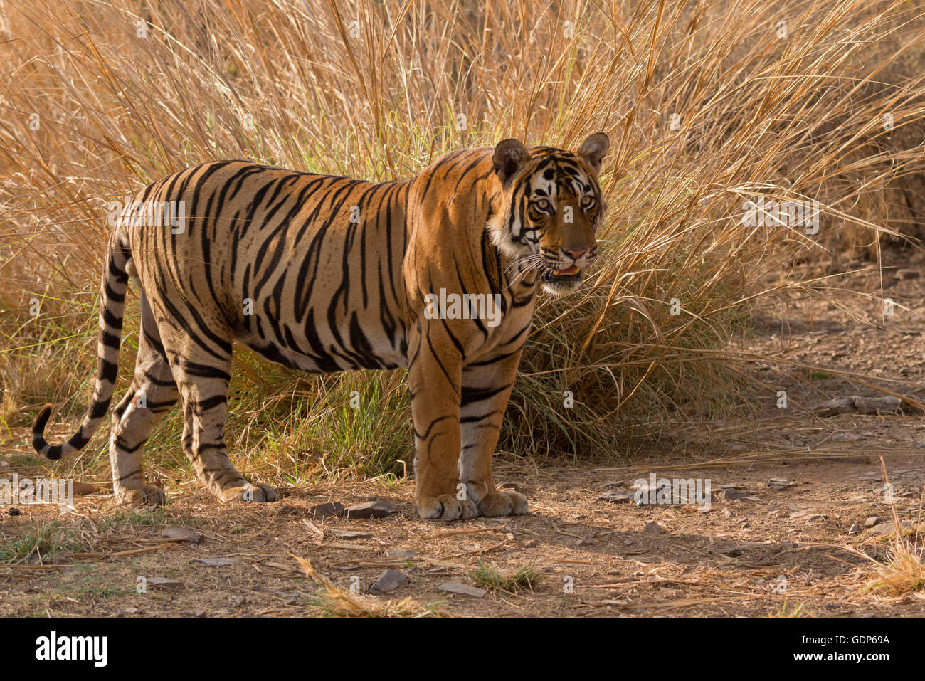 Wild Royal Bengal Tiger In The Ranthambore National Park In Rajasthan 