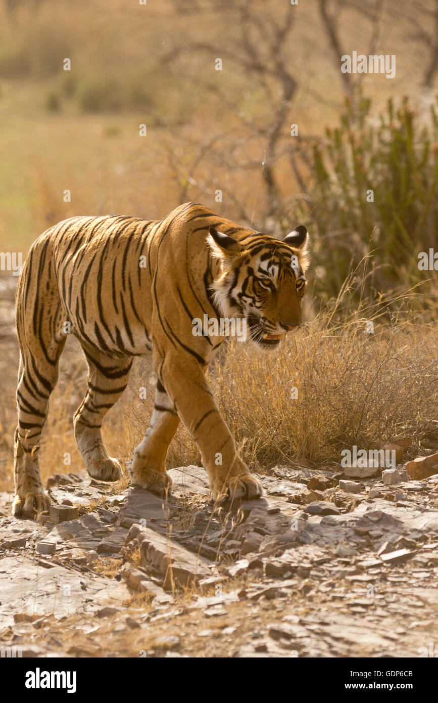 Wild Royal Bengal Tiger In The Ranthambore National Park In Rajasthan 