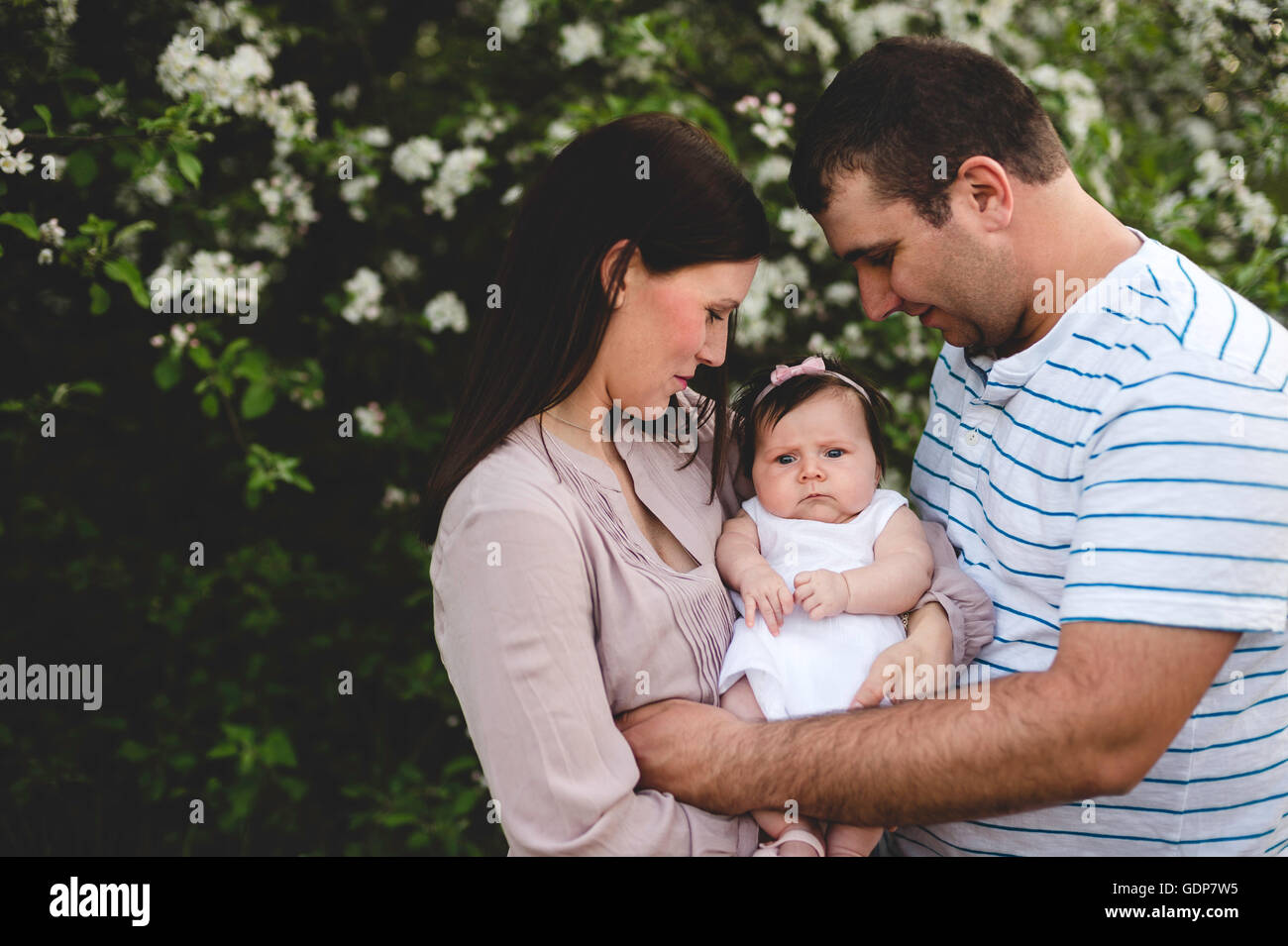 Portrait of baby girl carried between mother and father by garden apple blossom Stock Photo
