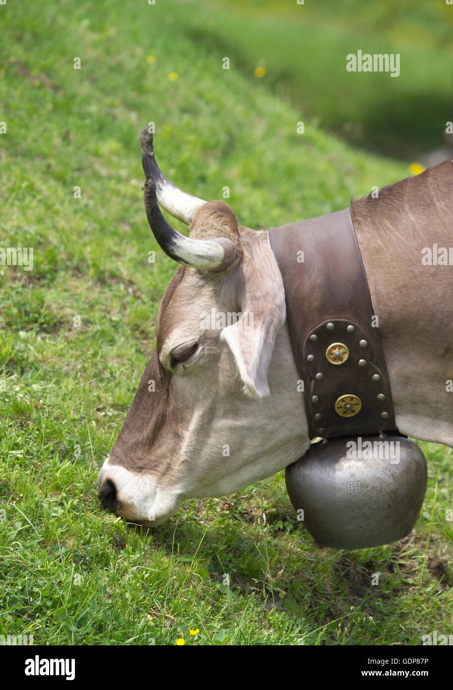 Cow wearing cow bell grazing, Swiss Alps, Switzerland Stock Photo Alamy
