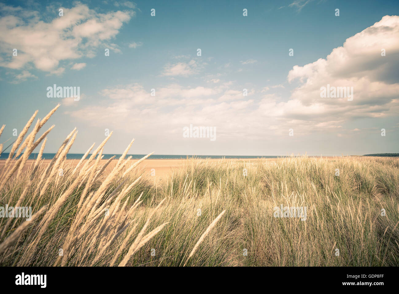 Dune marram grasses and view of sea, Norfolk, UK Stock Photo