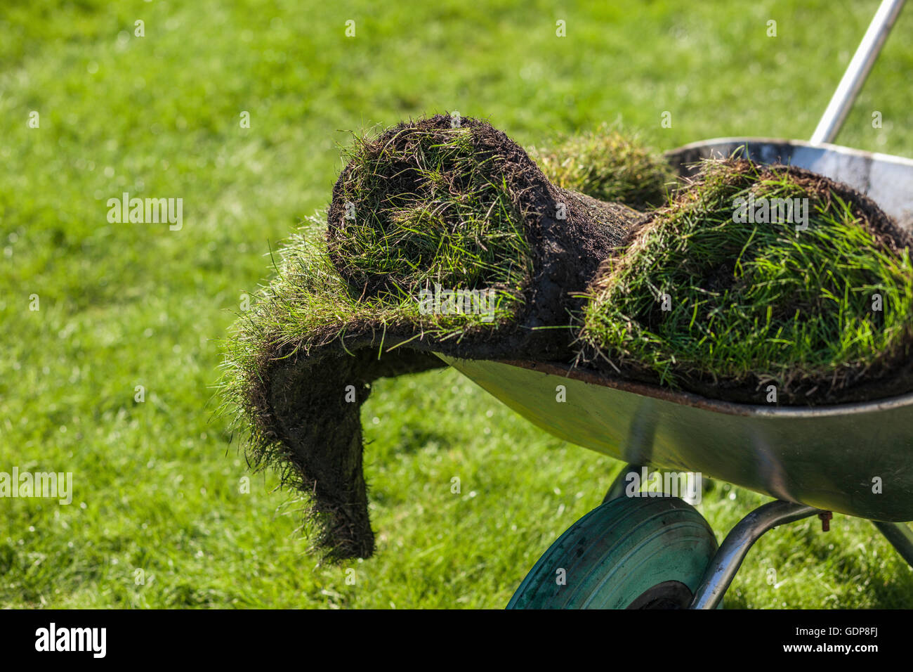 Turf rolls in garden wheelbarrow Stock Photo