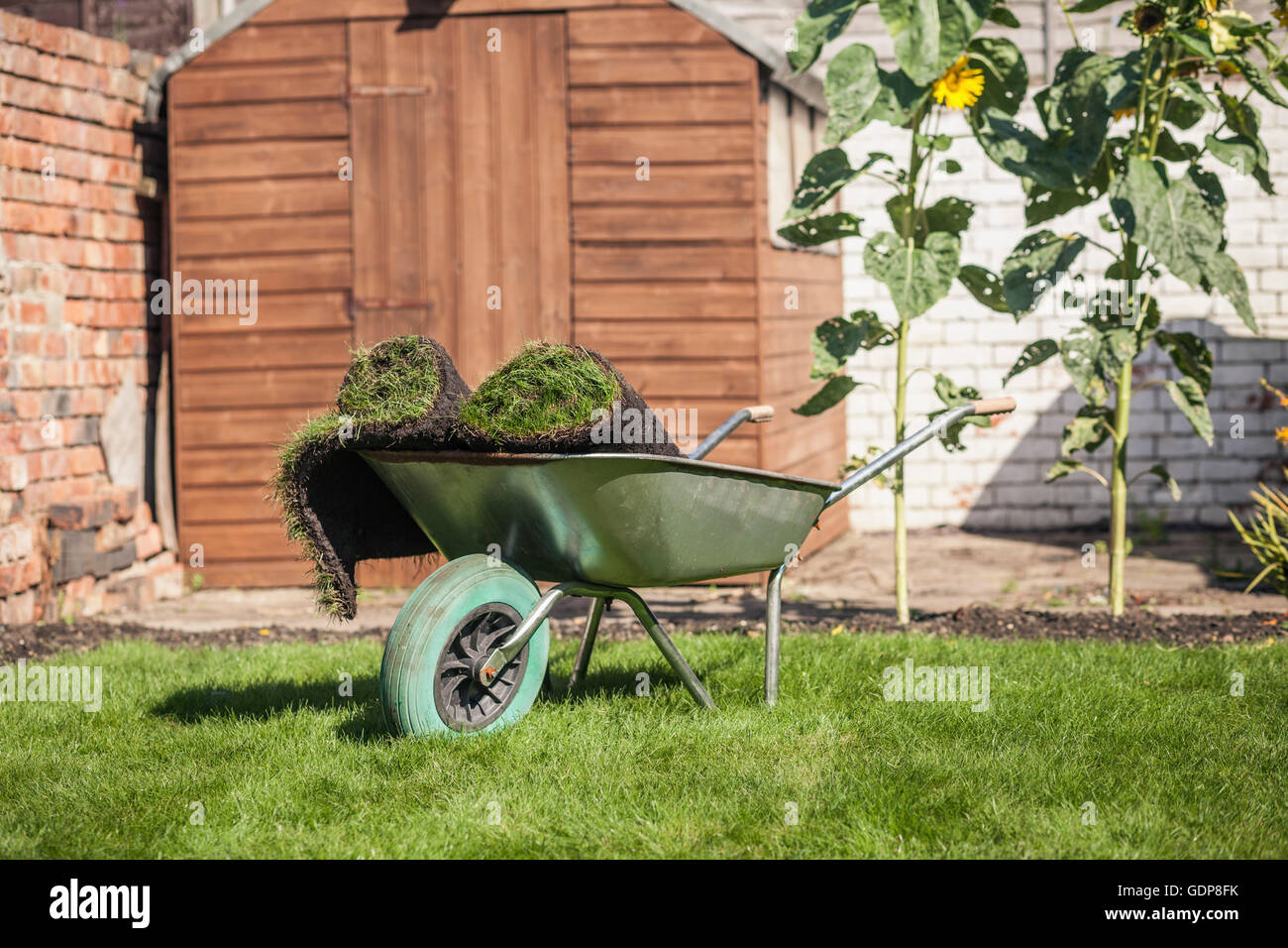 Turf rolls in wheelbarrow on garden lawn Stock Photo