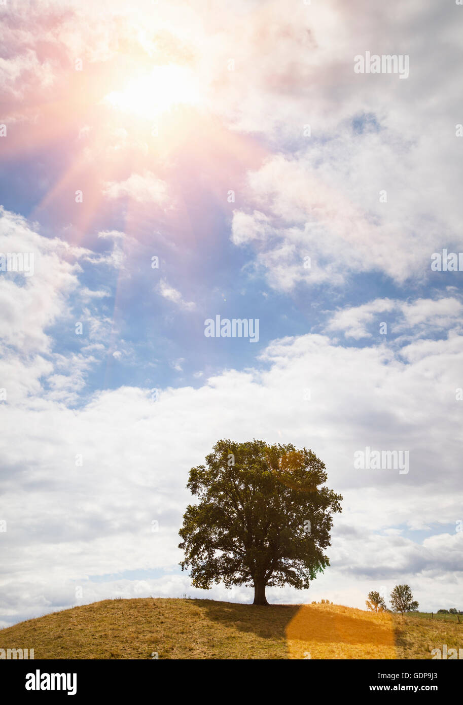 Tree on hill and sunlit blue sky Stock Photo - Alamy