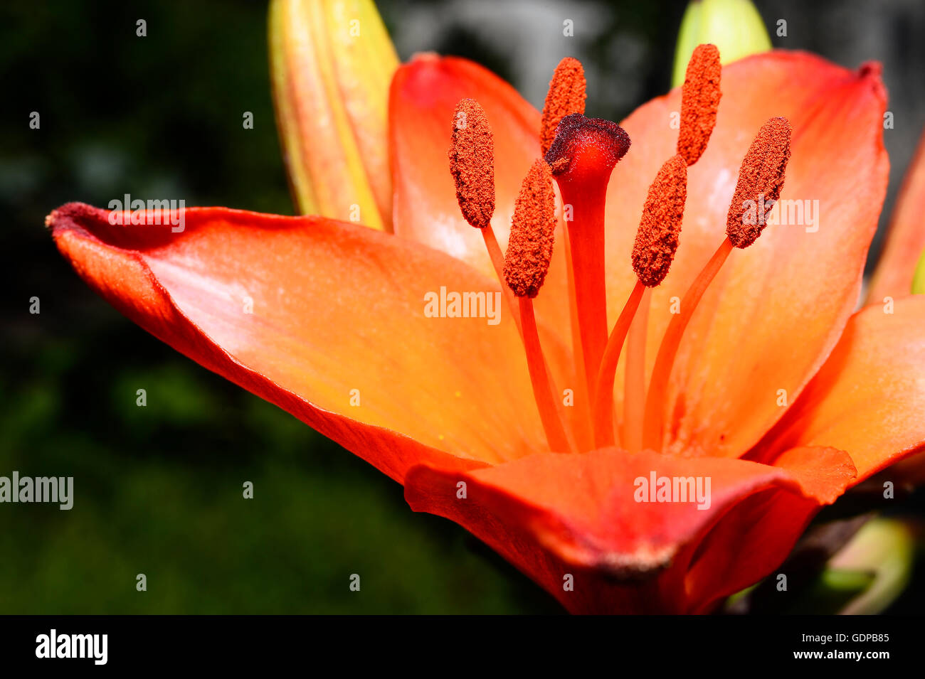 Flowering ornamental yellow lily in the garden closeup. Stock Photo