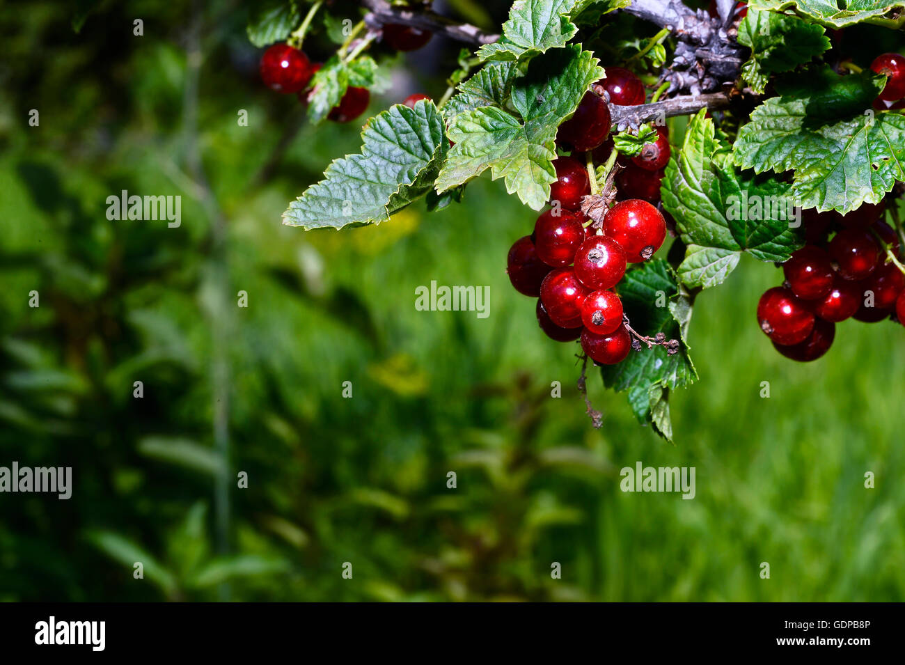 Bunches of red currant on a branch close up in the garden. Stock Photo