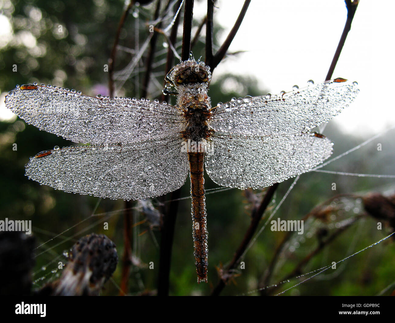 Drops of morning dew on a dragonfly closeup Stock Photo - Alamy