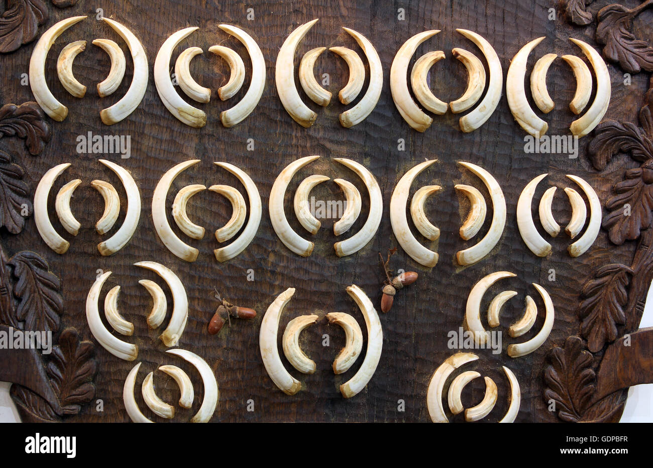 Boar tusk hi-res stock photography and images - Alamy