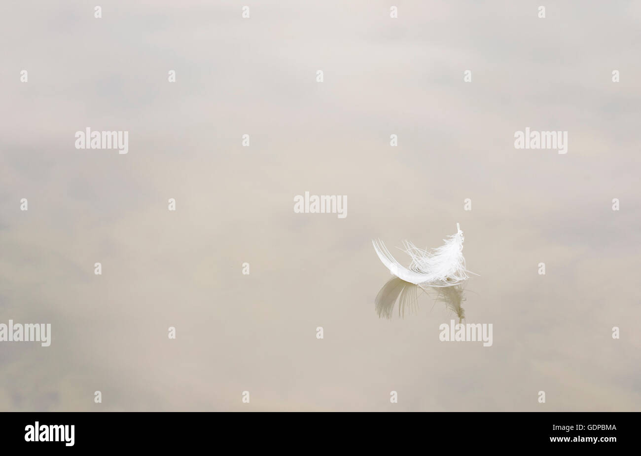 White bird feather floating on water Stock Photo Alamy