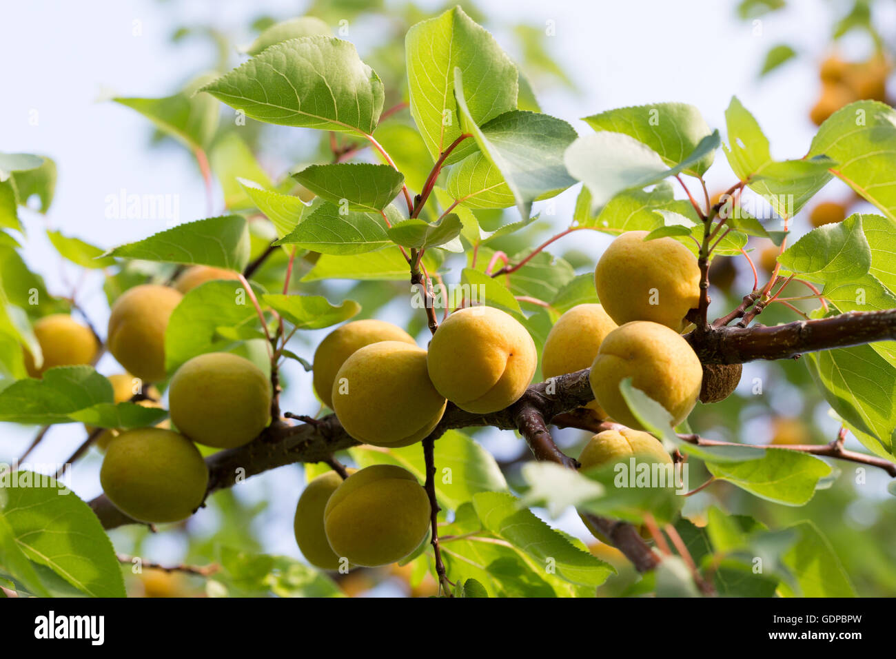 apricots on the tree. Stock Photo