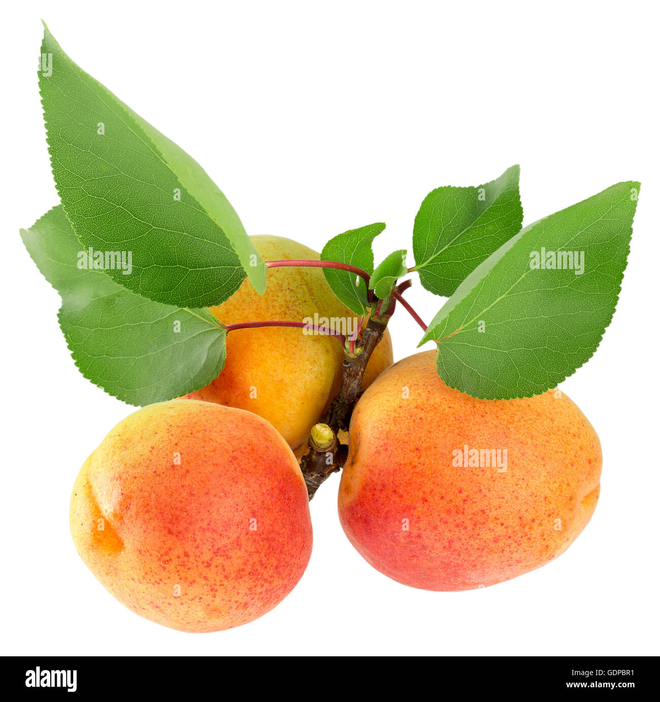 apricots isolated on the white background Stock Photo - Alamy
