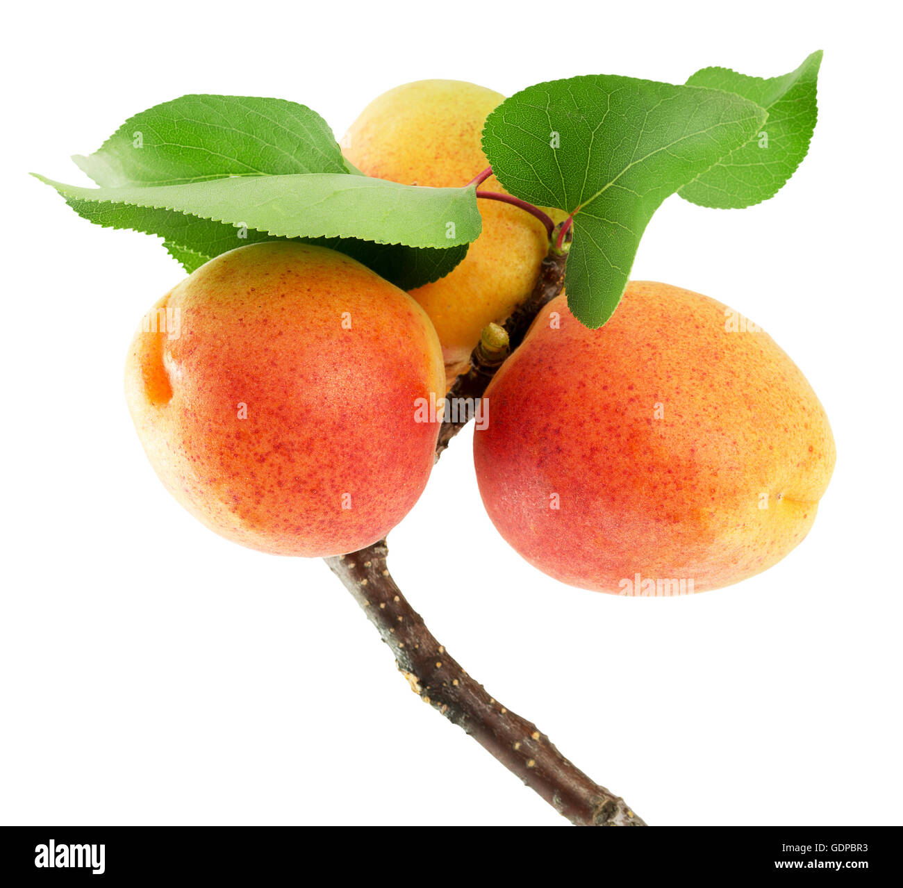 apricots isolated on the white background Stock Photo - Alamy