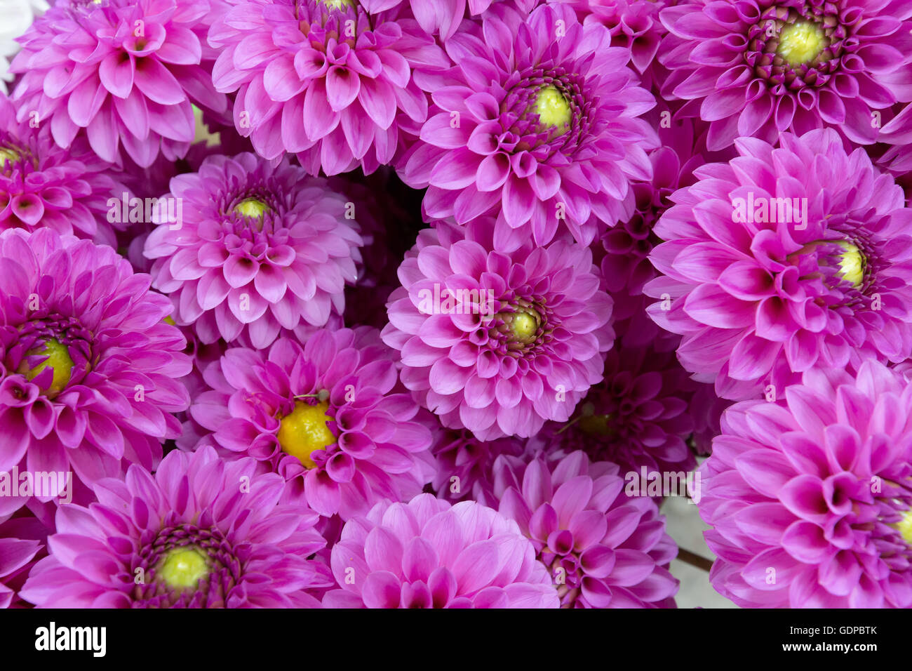 close up of bouquet of pink flowers. Stock Photo