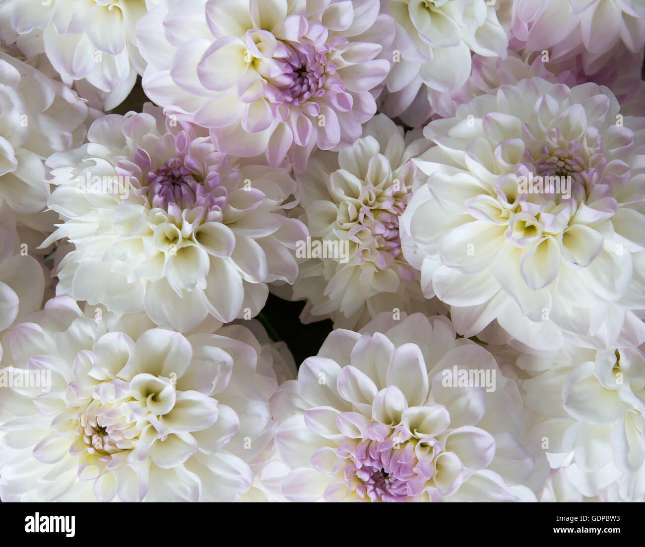 close up of bouquet of white flowers. Stock Photo