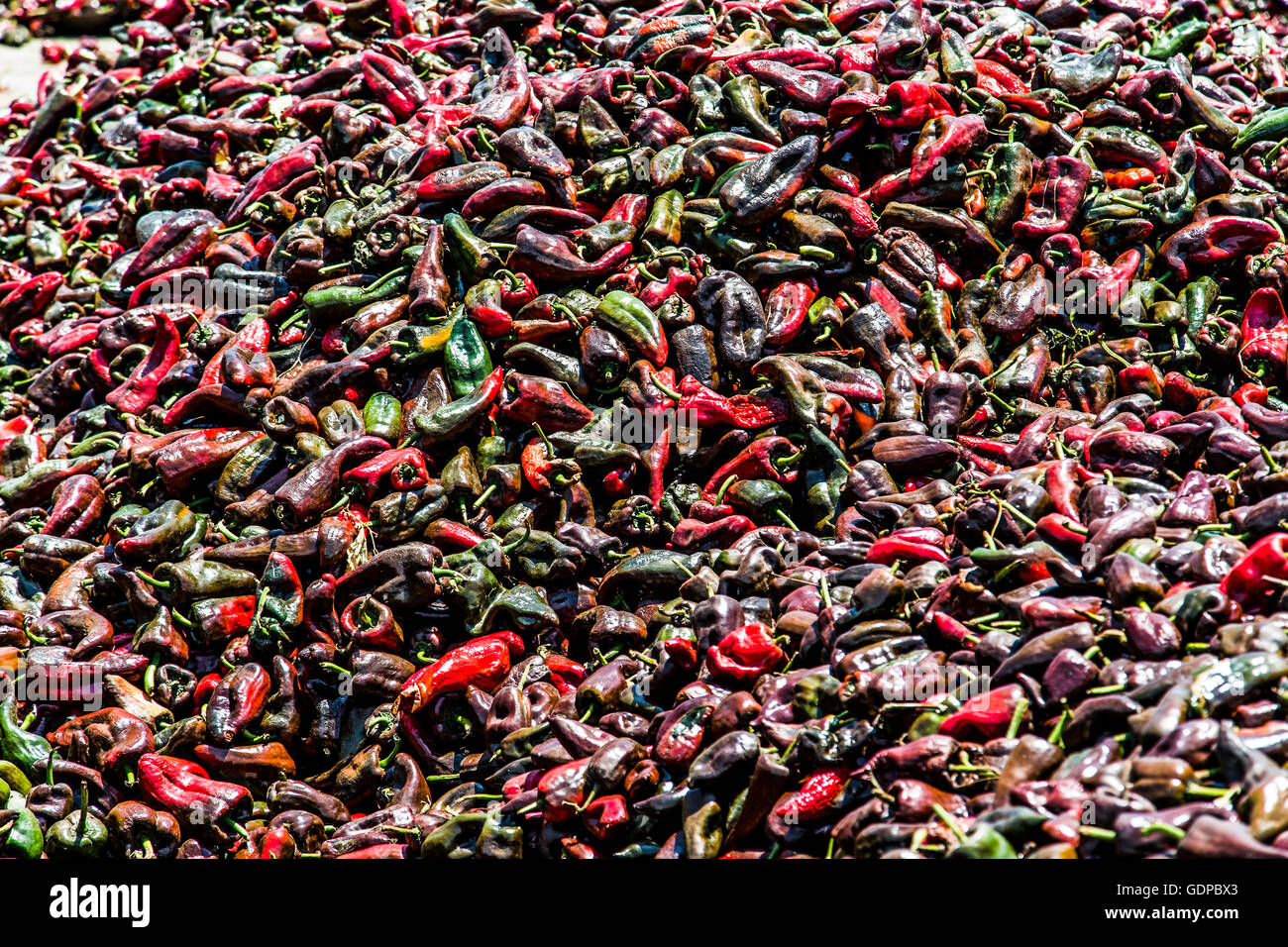 Chili Production in the state of Sinaloa Mexico Stock Photo