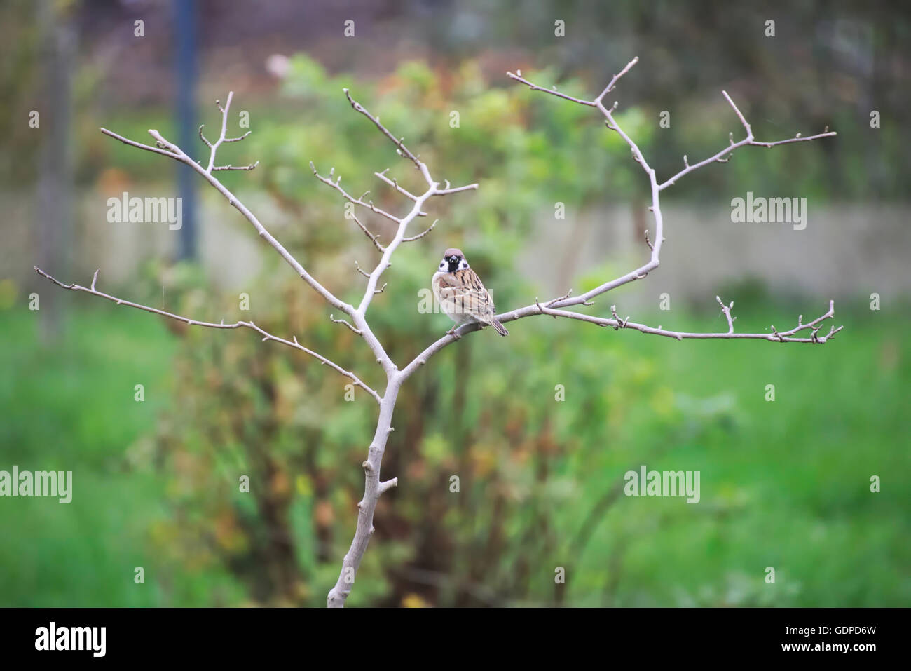 House sparrow (Passer domesticus) sitting in a small bald tree looking at the camera. Stock Photo