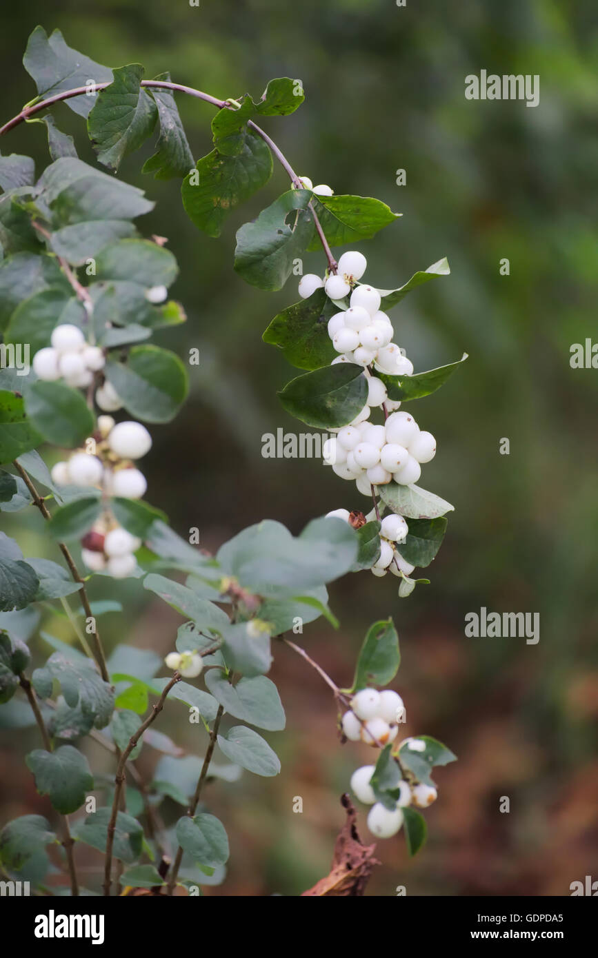 White berries of the common snowberry (Symphoricarpos albus). Stock Photo