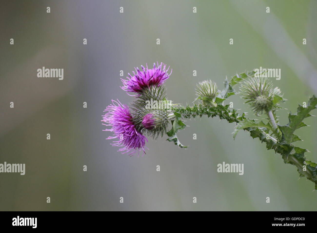 Thistle (Carduus x polyacanthus, hybrid from welted thistle - C. crispus and musk thistle - C. nutans). Stock Photo