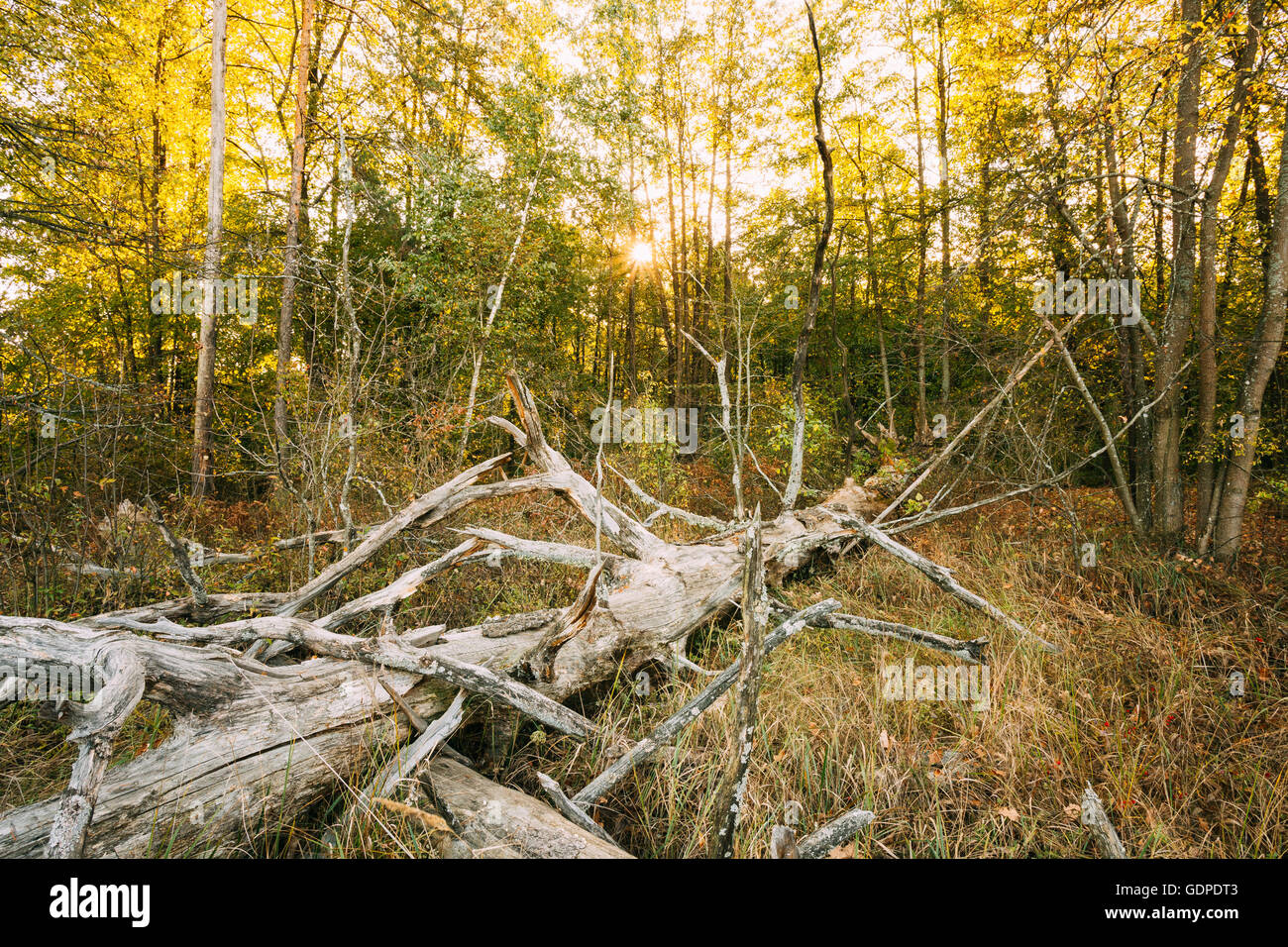 Old fallen tree in beautiful wild autumn forest. Stock Photo