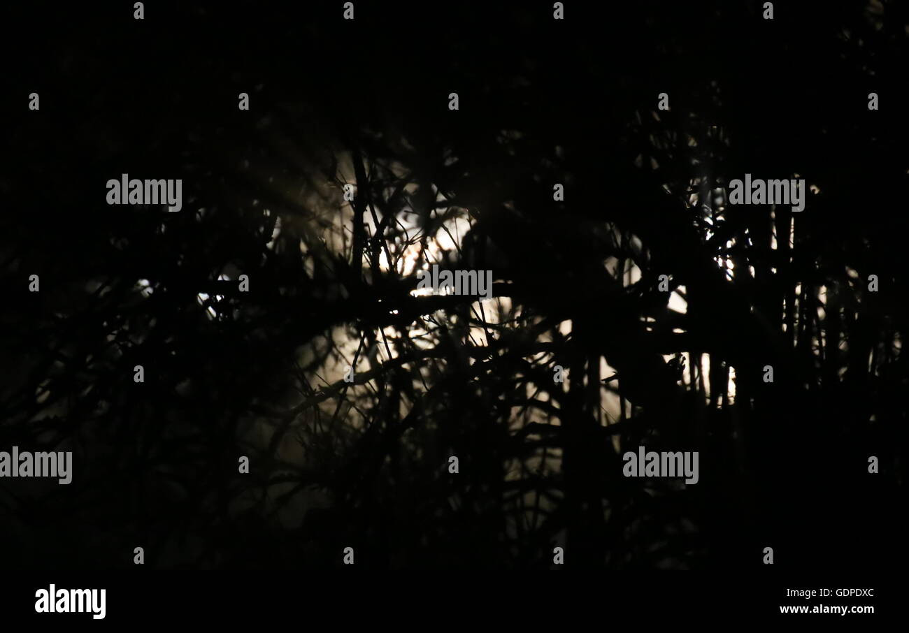 Light shining through tree hi-res stock photography and images - Alamy