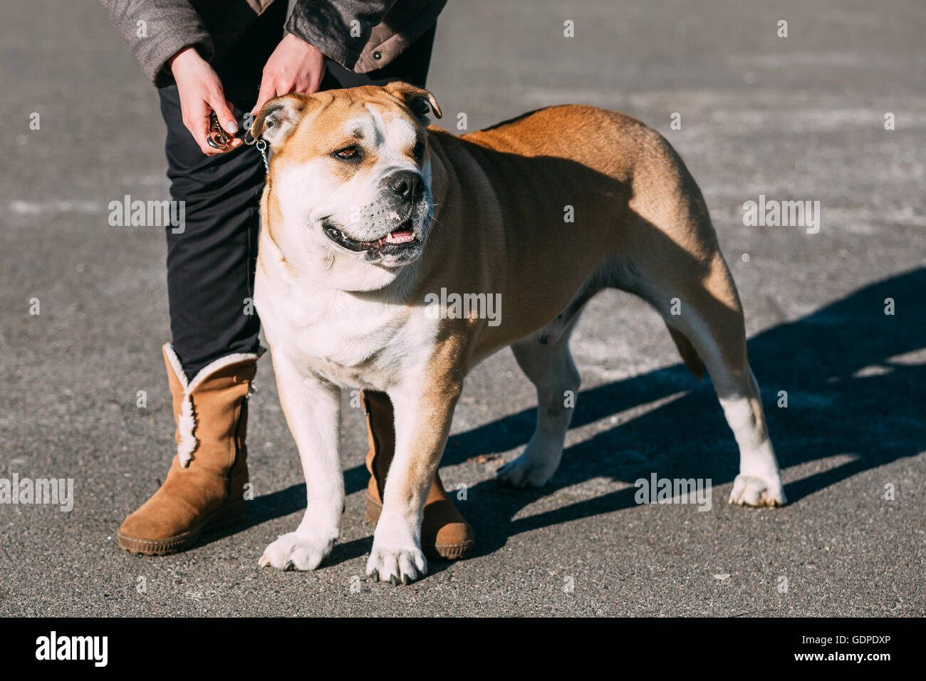 Ca de Bou or Perro de Presa Mallorquin is a typical Molossian dog. Stock Photo