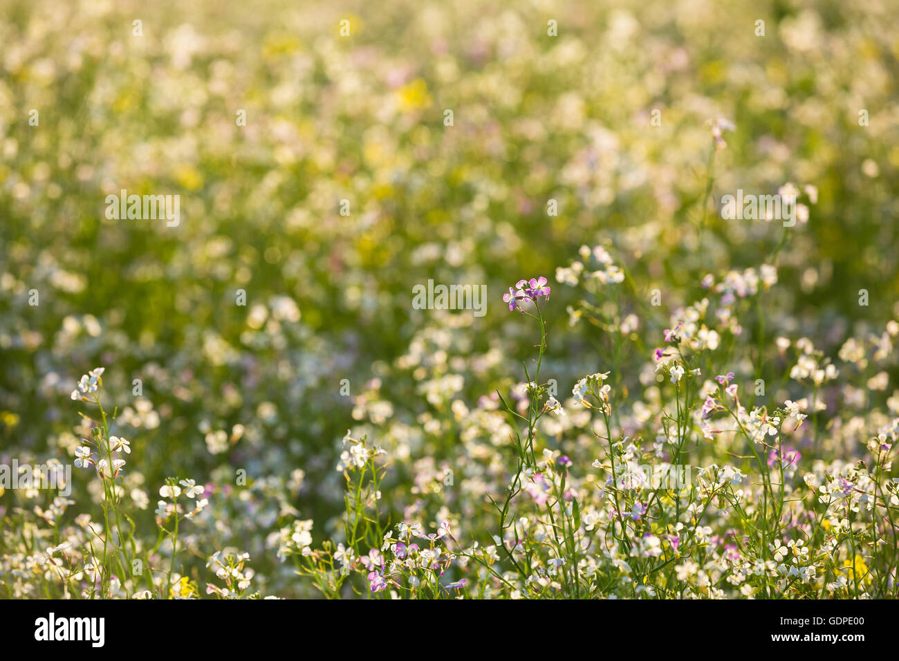 Green Field With Flowering Wild Radish Or Jointed Charlock Or Cultivated Radish. Early Summer. Agricultural Background. Raphanus Stock Photo