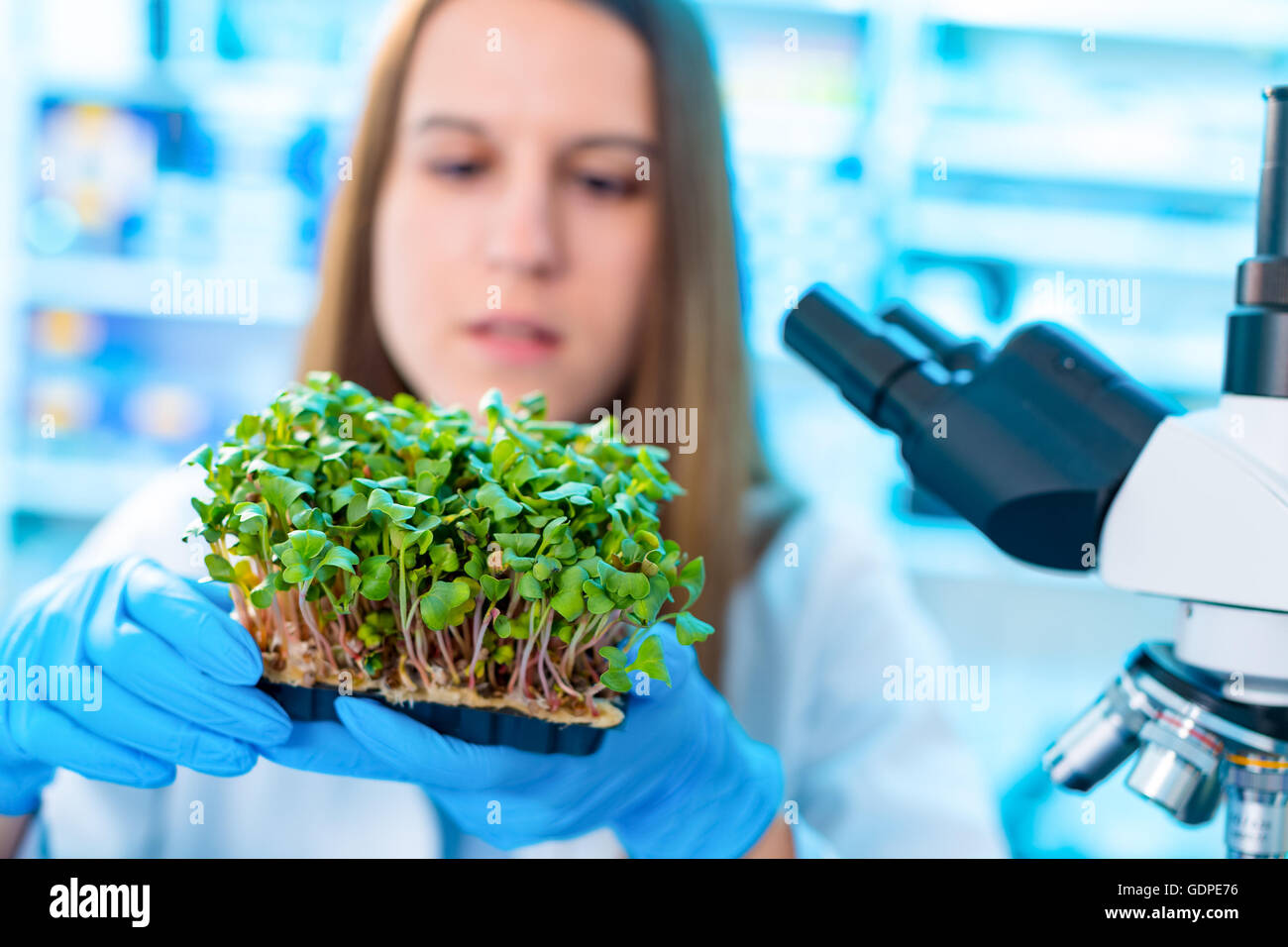 Research green plants in the laboratory Stock Photo Alamy