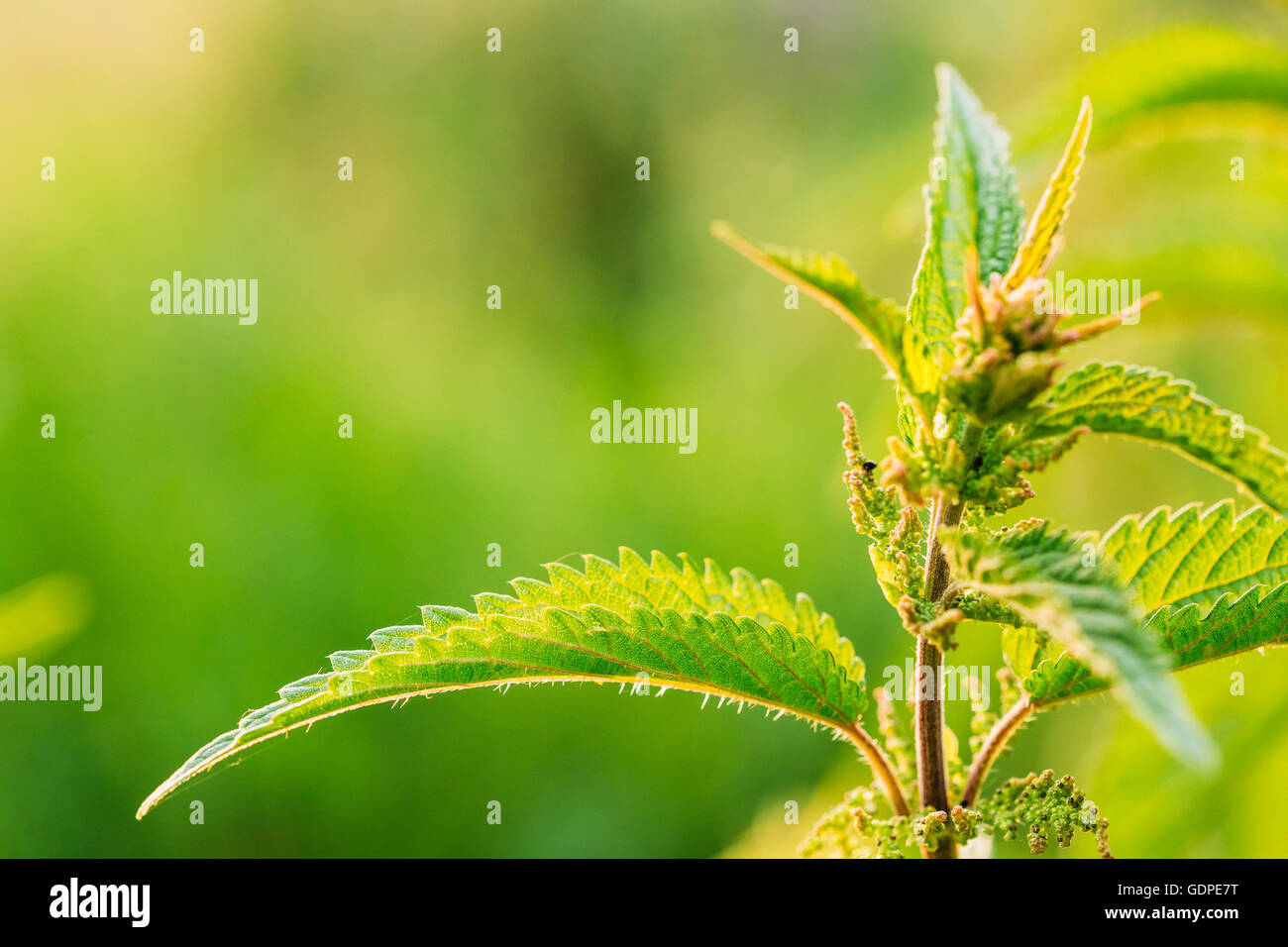 The Twig Of Wild Plant Nettle Or Stinging Nettle Or Urtica Dioica In Summer Spring Field At Sunset Sunrise. Close Up, Detail, At Stock Photo