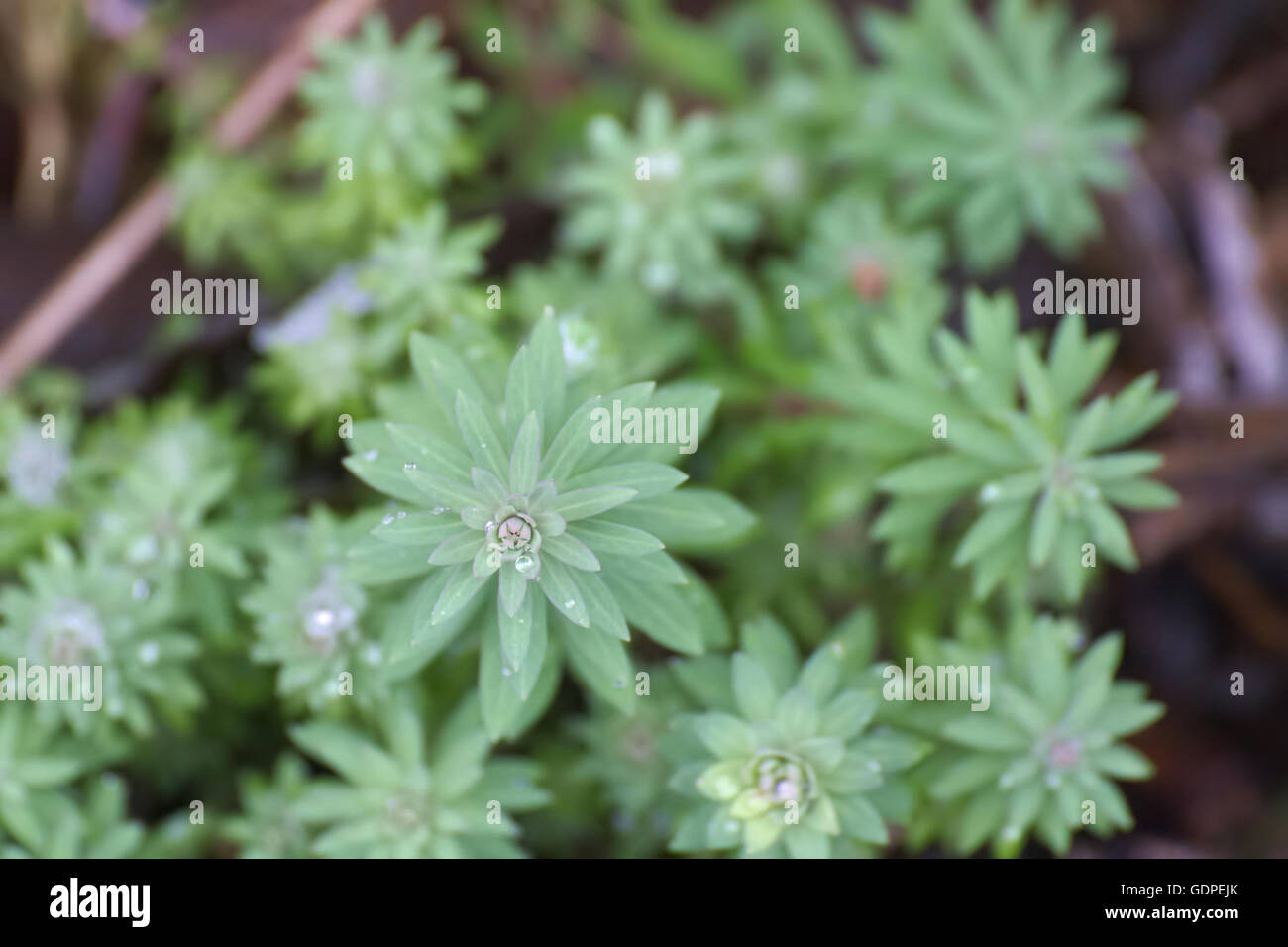 Leaf whorls of a bedstraw family plant (Rubiaceae). Stock Photo