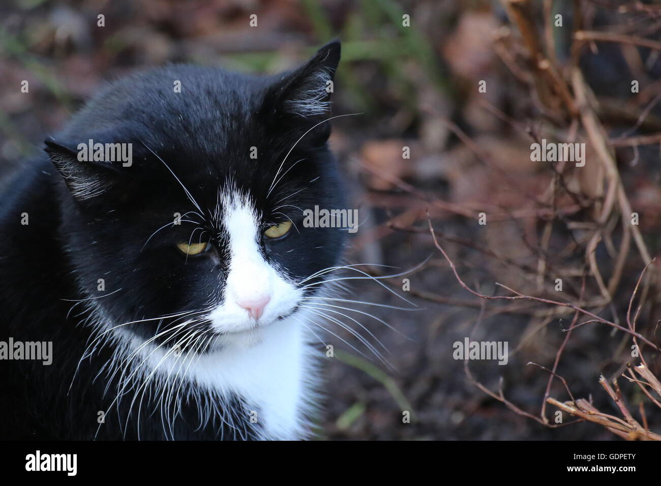 Black and white image of a cat hi-res stock photography and images - Alamy