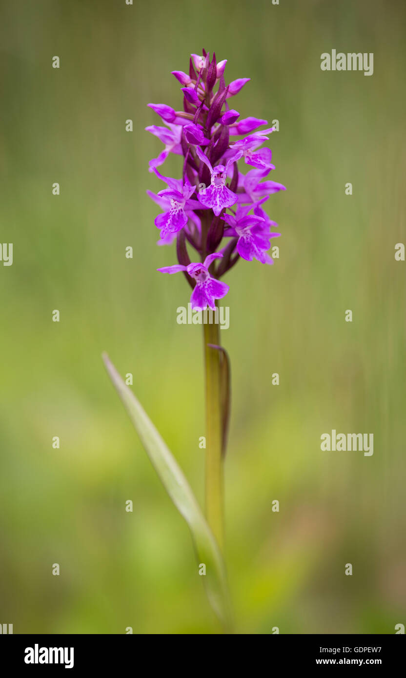 A Narrow-leaved Marsh Orchid at Cothill in Oxfordshire. Stock Photo