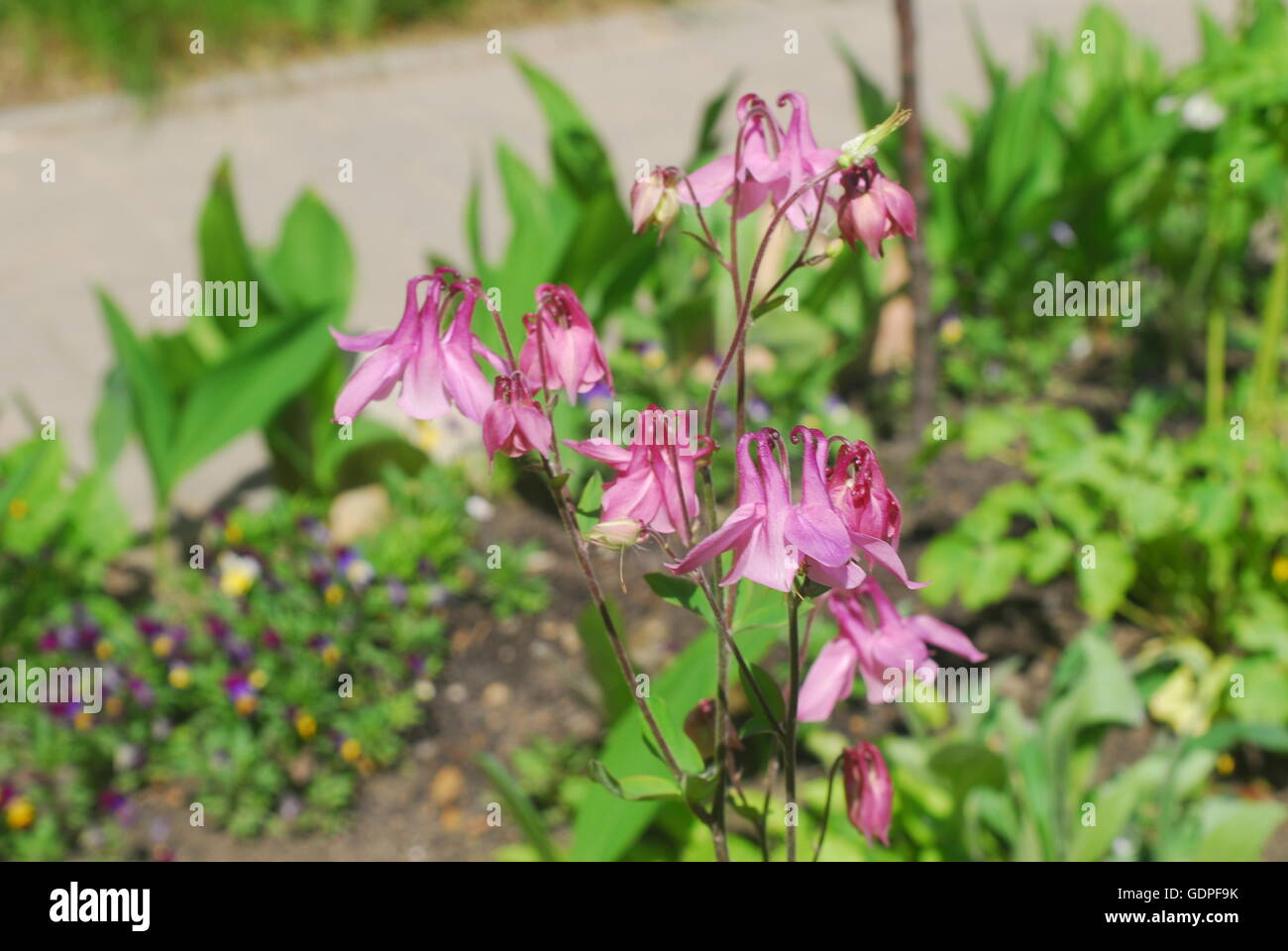 Columbine flowers, aquilegia alpina Stock Photo